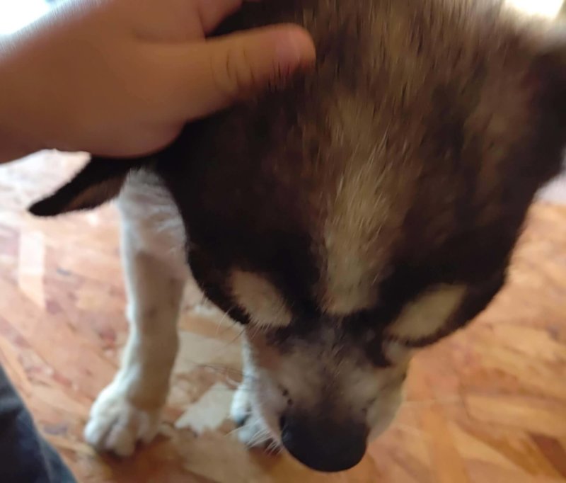犬を触る子ども