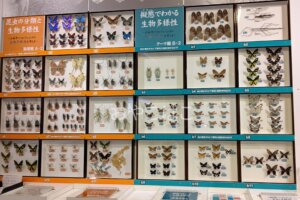 昆虫の分類と生物多様性・擬態でわかる生物多様性