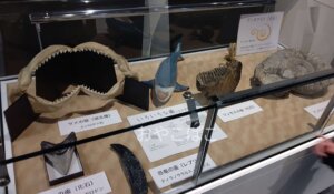 姫路科学館 アンモナイトや歯の化石